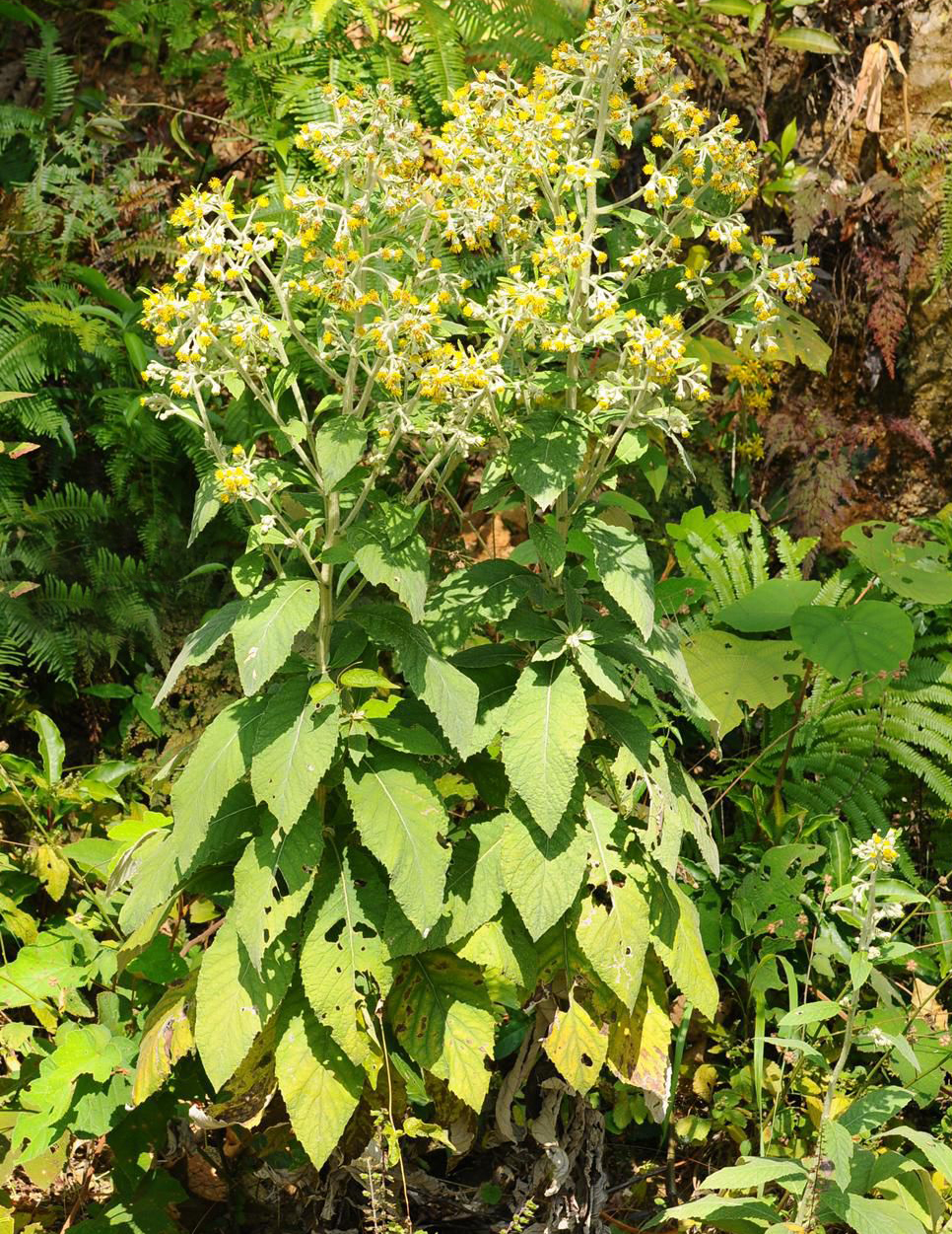  p>耳菊(学名: i>nabalus ochroleucus  /i>maxim.