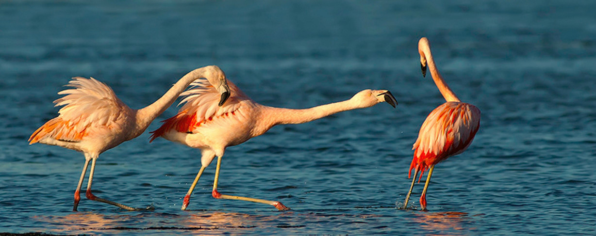  p>智利红鹳(学名: i>phoenicopterus chilensis /i>):又名 a href="