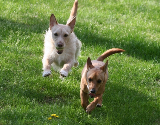 葡萄牙波登可犬