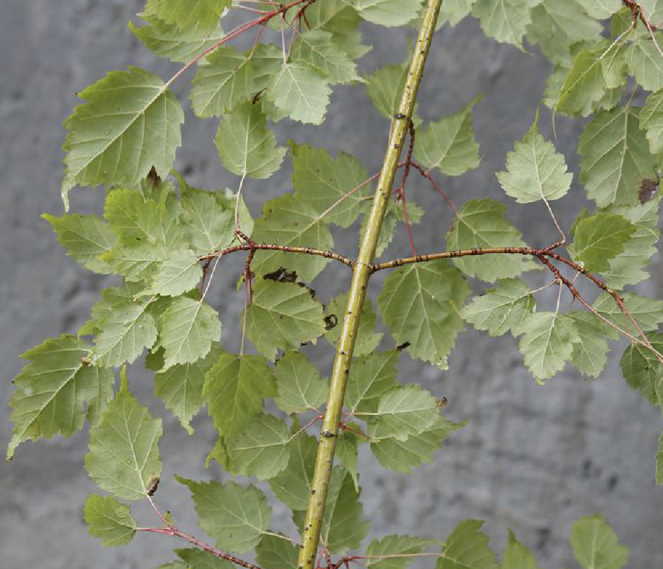 acer tetramerum