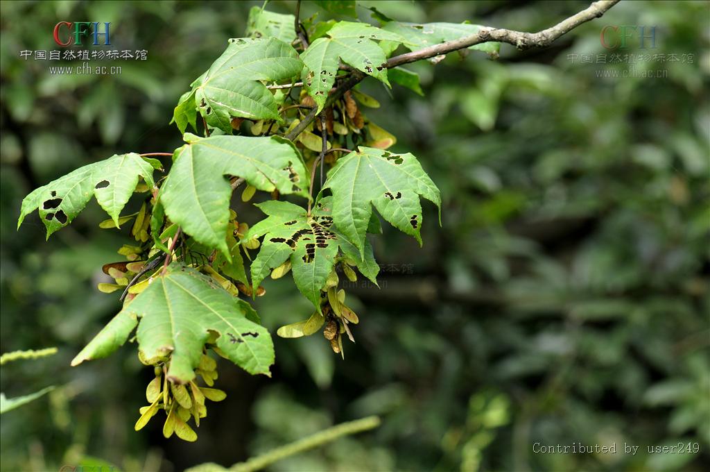 lemmaid="8250358">中华槭 /a>,acer sinense pax,属于 a>槭树科 /a>