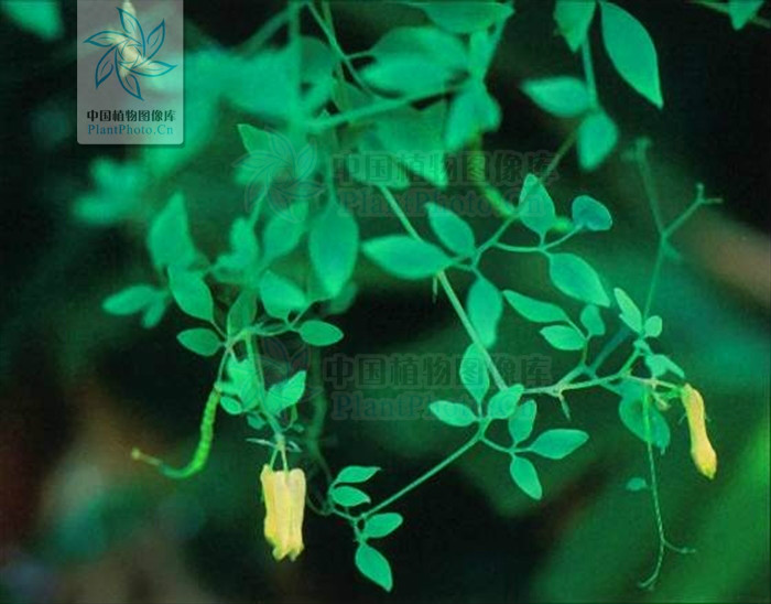  p>紫金龙属(学名:dactylicapnos wall.