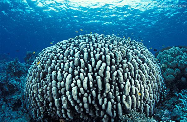 巴布亚新几内亚