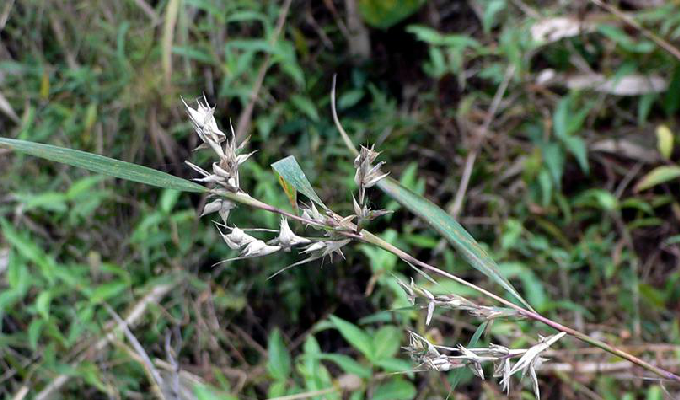  p>水蔗草属物种为多年生,分枝,披散草本;只有 a target="_blank"