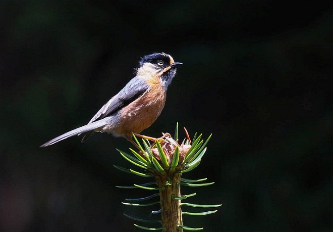 p>黑头长尾山雀(学名: i>aegithalos iouschistos /i>):是一种体型小