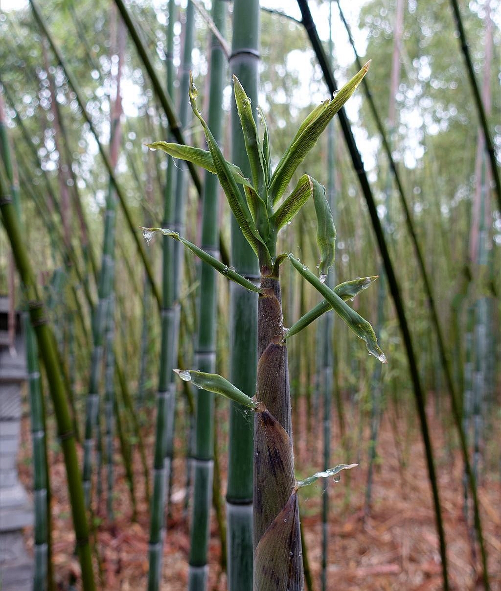  p>紫蒲头灰竹(学名: i>phyllostachys nuda /i> mcclure f.