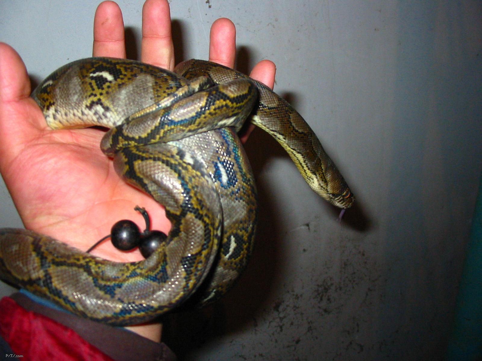 蟒/11274632" data-lemmaid="11274632">霸王蟒 /a>,网蟒,是蛇亚目,蛇