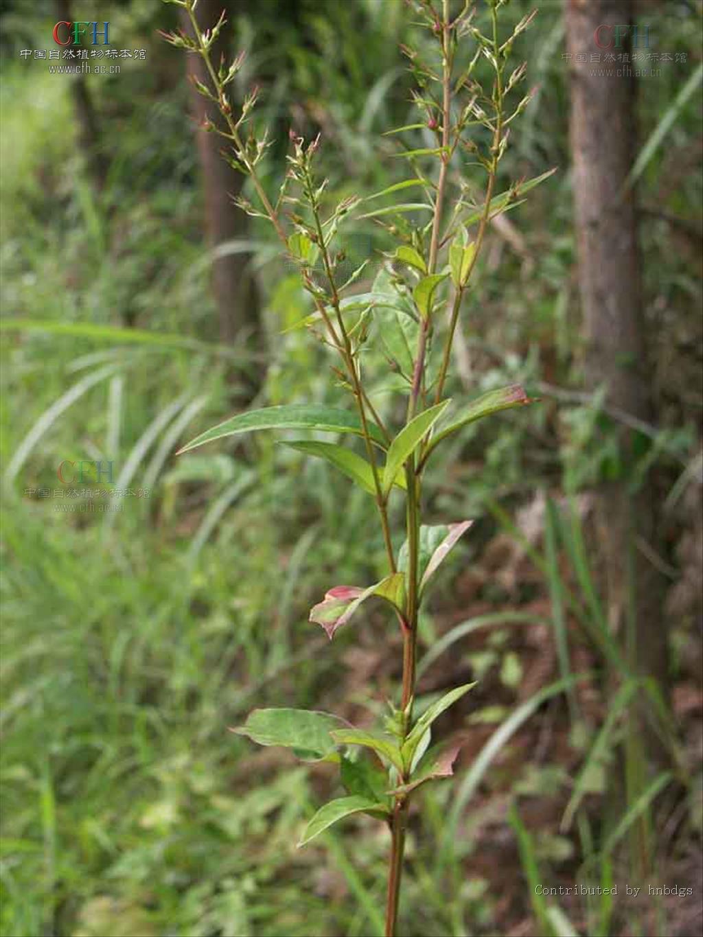 云贵腺药珍珠菜