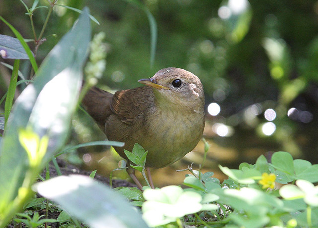  p>中华短翅莺(学名: i>bradypterus tacsanowskius /i>):小型鸟类,体