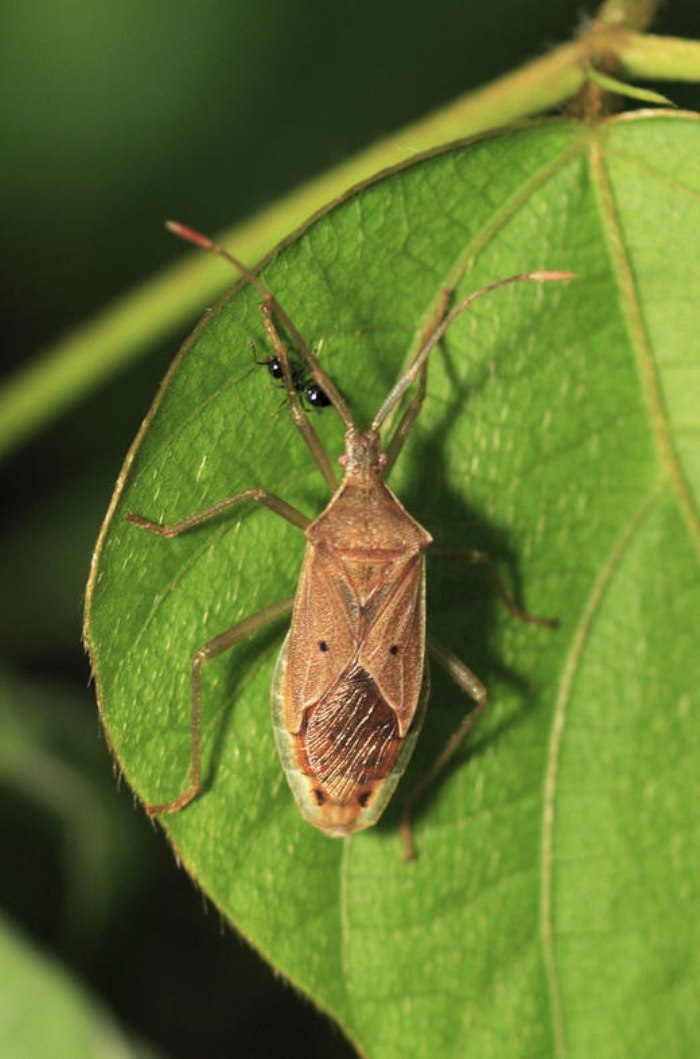 蝽类昆虫