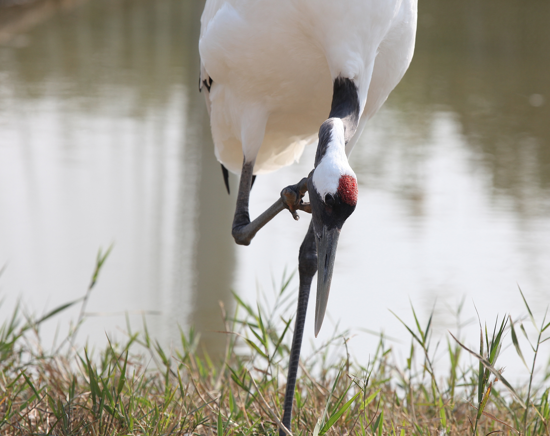 江苏盐城保护区
