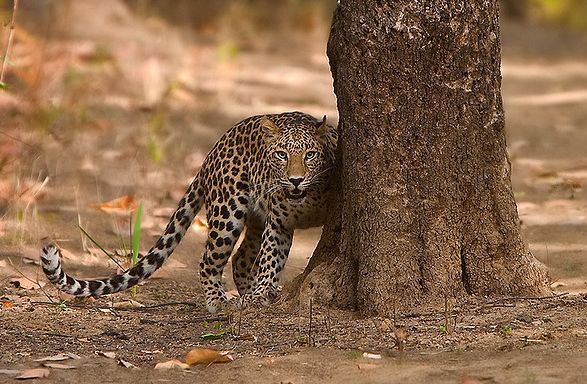 又称印第安豹,是豹的九个亚种之一,为大型 a href="#">猫科动物 /a>