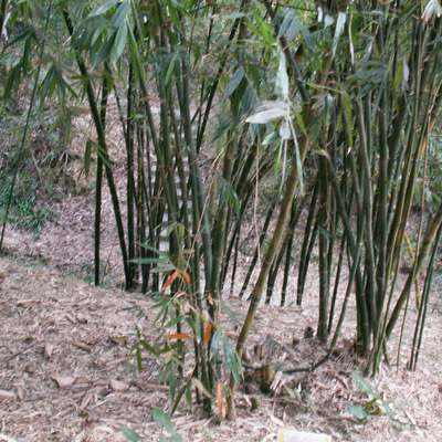  p>竹高3-4m,径2-7cm,节间长15-50cm,节平.