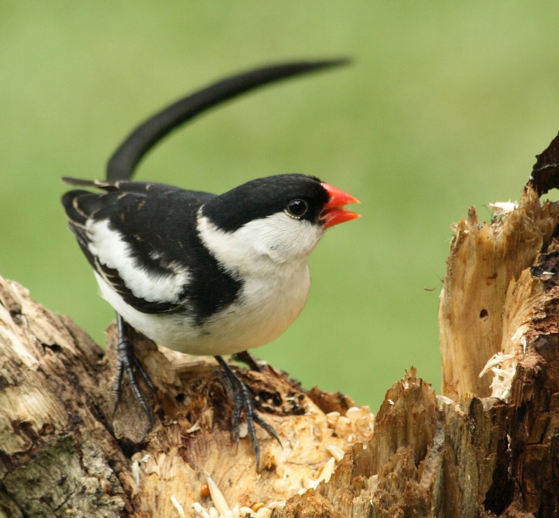pin-tailed whydah