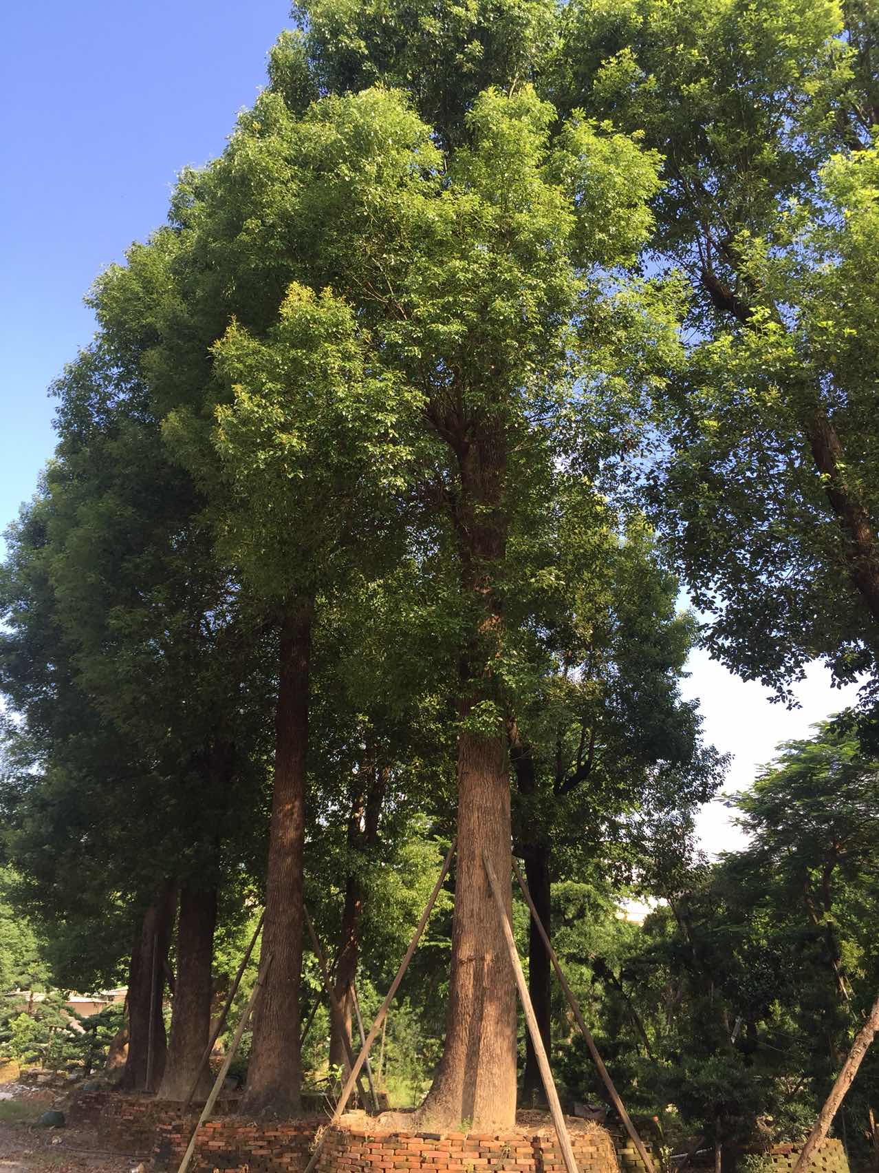 樟树 全网资源