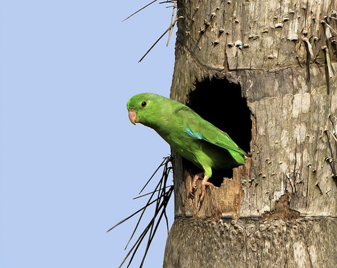  p>绿腰鹦哥(学名:forpus xanthopterygius)是一种 a target="_blank"