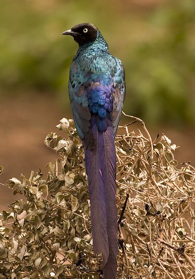  p>长尾丽椋鸟(学名:lamprotornis caudatus)属中型 a target="_blank