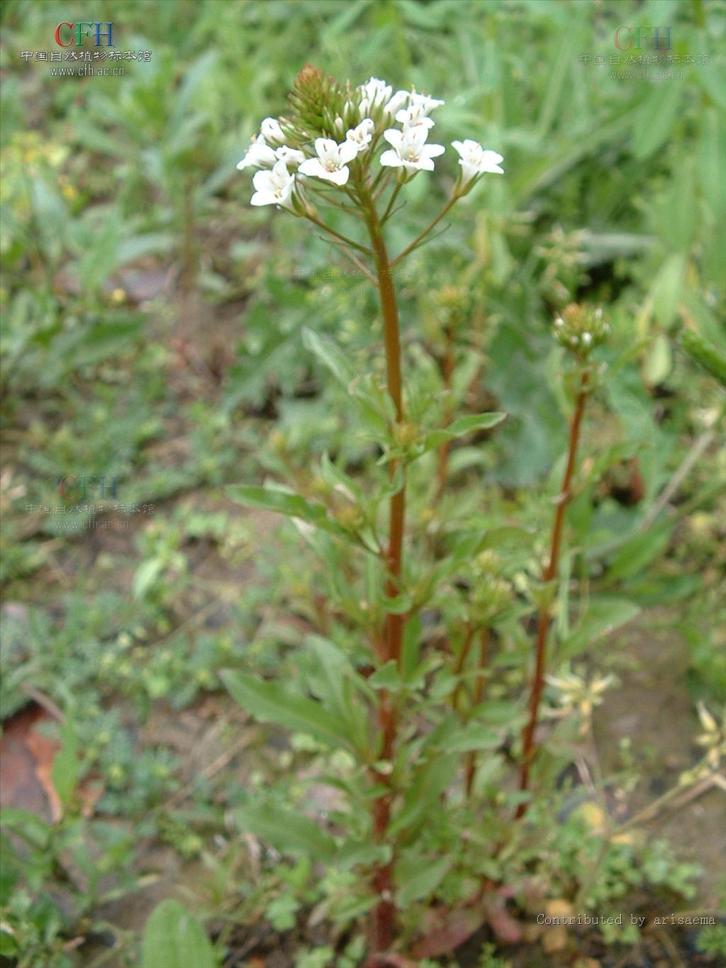 珍珠菜