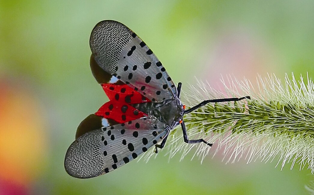  p>斑衣蜡蝉(学名:lycorma delicatula)是同翅目蜡蝉科的昆虫,民间