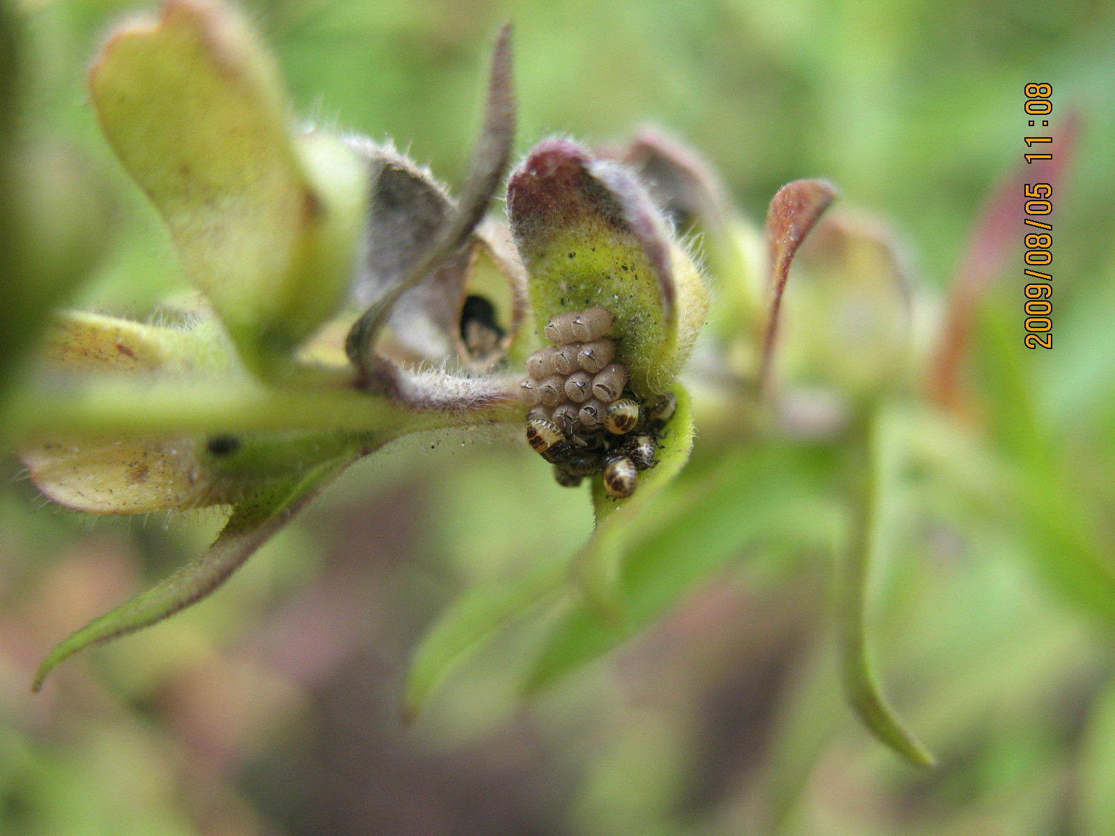 sugarbeet stink-bug