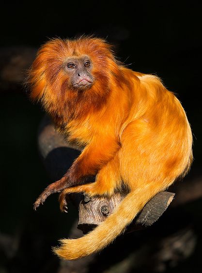  p>金狮面狨(学名: i>leontopithecus rosalia /i>):也叫 a href="#"