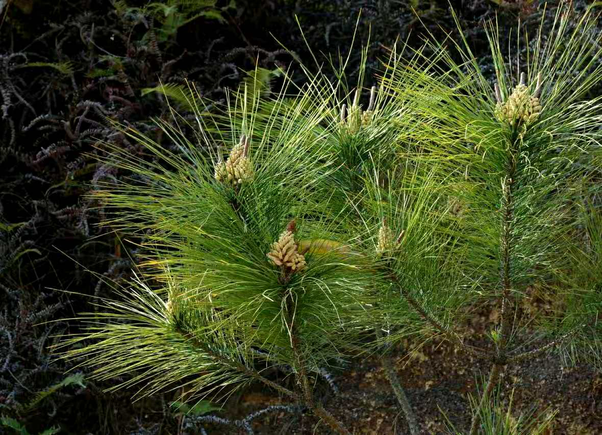 马尾松 虽具有一定的药用功效 但其闪光点却在工业领域 百科ta说