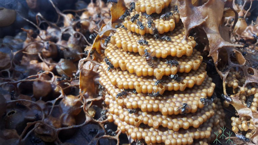  p data-id="gnwj6mammq">酸蜂,是蜜蜂科蜜蜂属