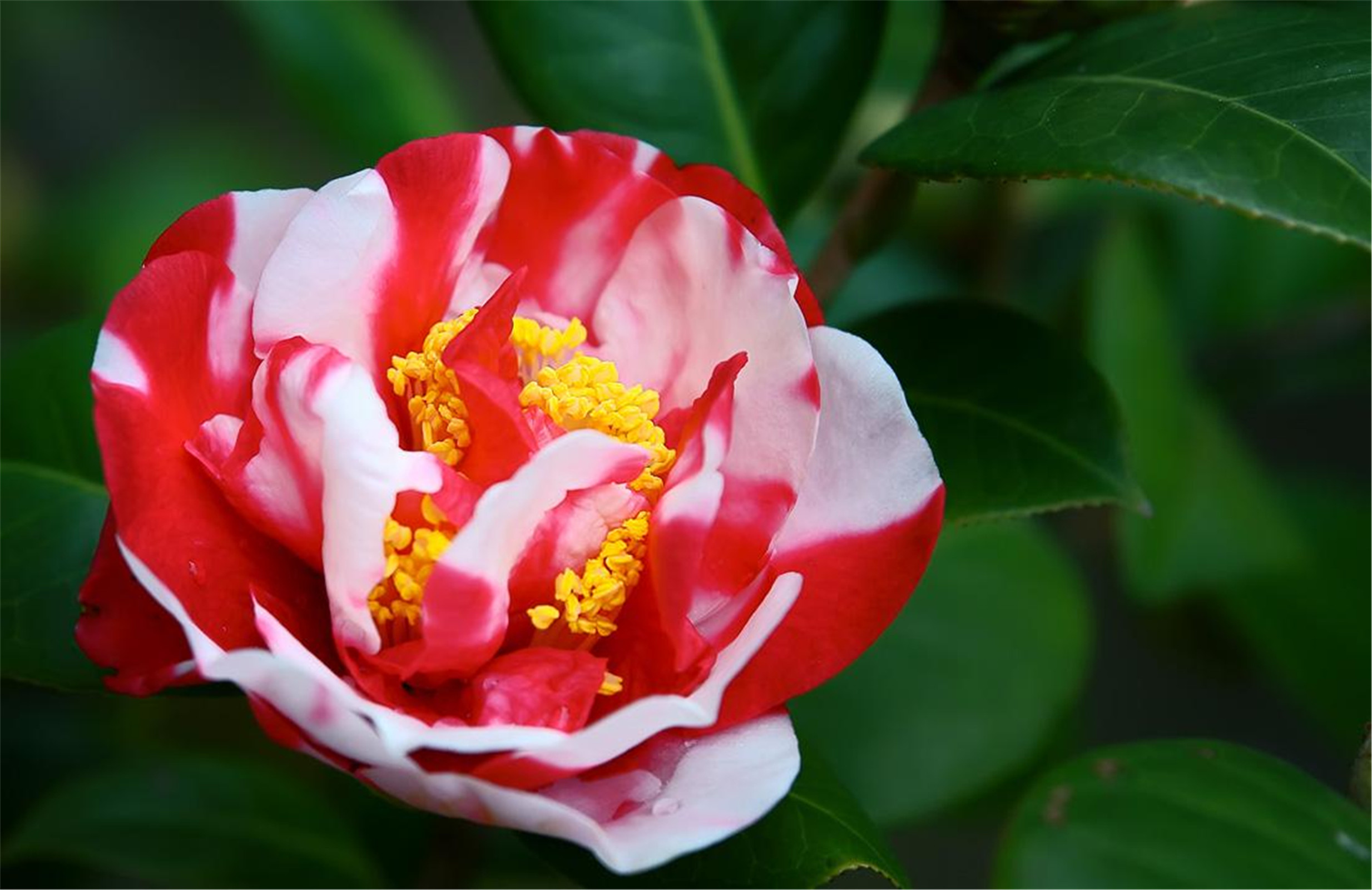 山茶花德昌基地花鹤翎