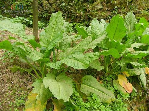 几种民间称为“土大黄”的植物简述_百科TA说