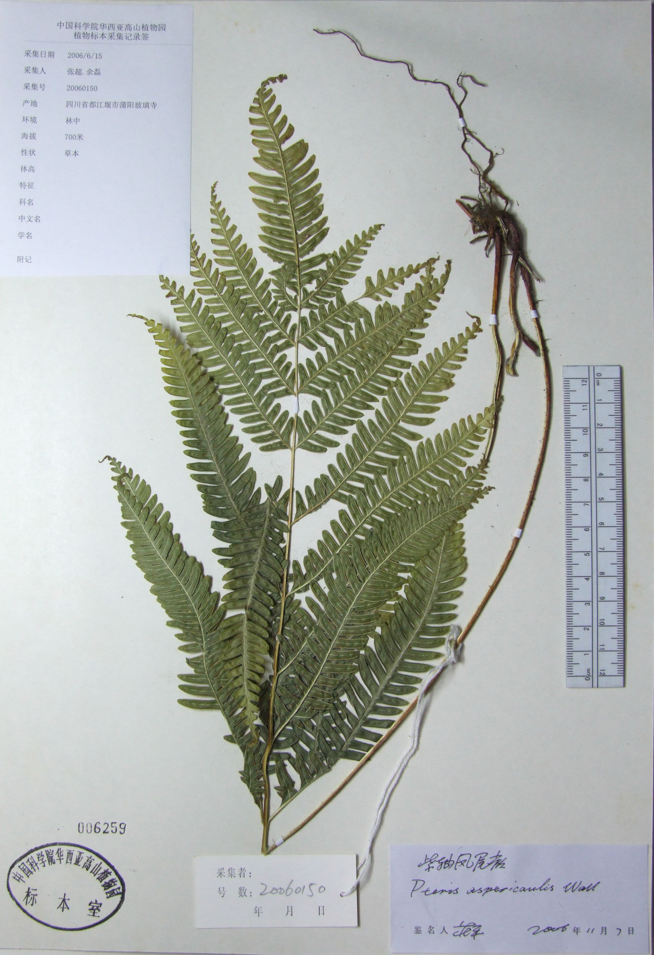  p>紫轴蕨(未定种2)是一种辉木科紫轴蕨属植物. /p>