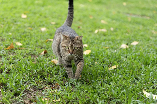 土猫_百度百科