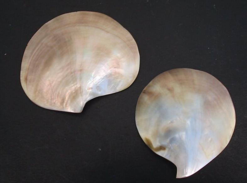 壳极大,一般为25厘米左右,最大的壳长可达32厘米,体重4-5千克;贝壳大