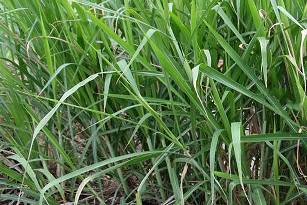 4)是禾本科,假福王草属多年生草本植物,是象草和御谷的杂交品种.
