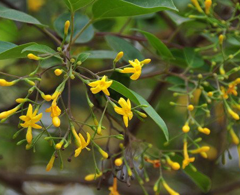 是木兰纲,捩花目,木犀科下的一个属,约205种.