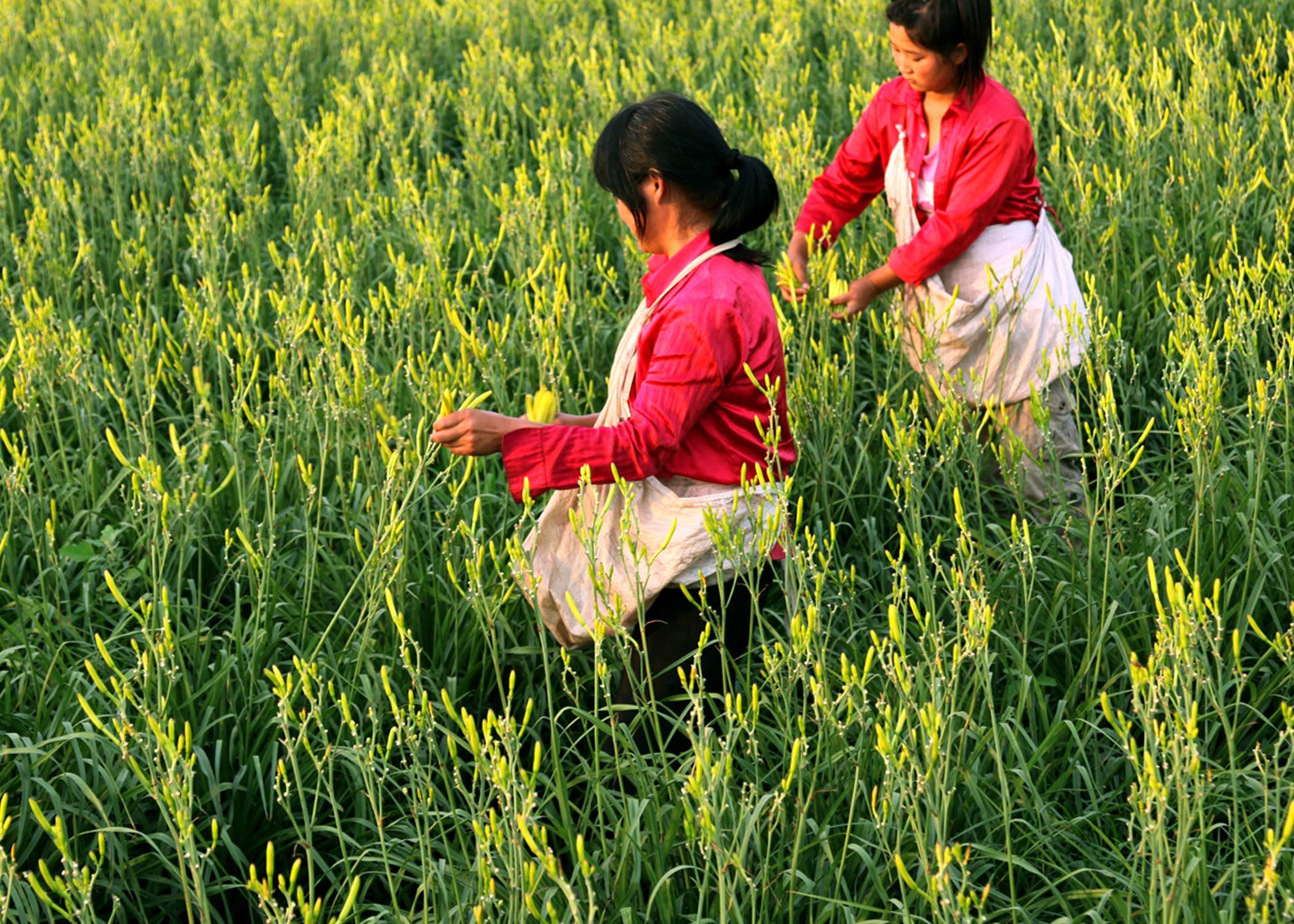  p>苏村镇,隶属于 a target="_blank" href="/item/陕西省">陕西省 /a