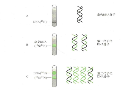 DNA复制（合成两条相同DNA链的生物学过程）_百度百科