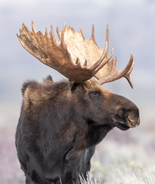 eurasian moose