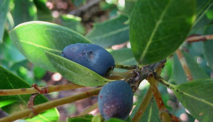  p data-id="gnwt62x2la">柊树( i>osmanthus heterophyllus /i> (g.