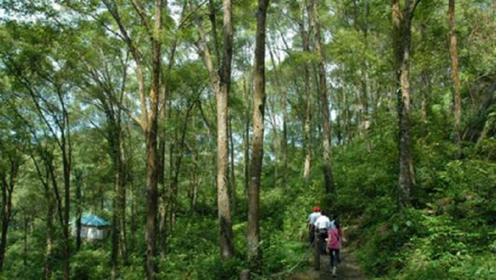 广东陆河南万红椎林省级自然保护区