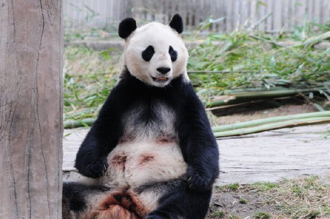 大熊猫冰冰