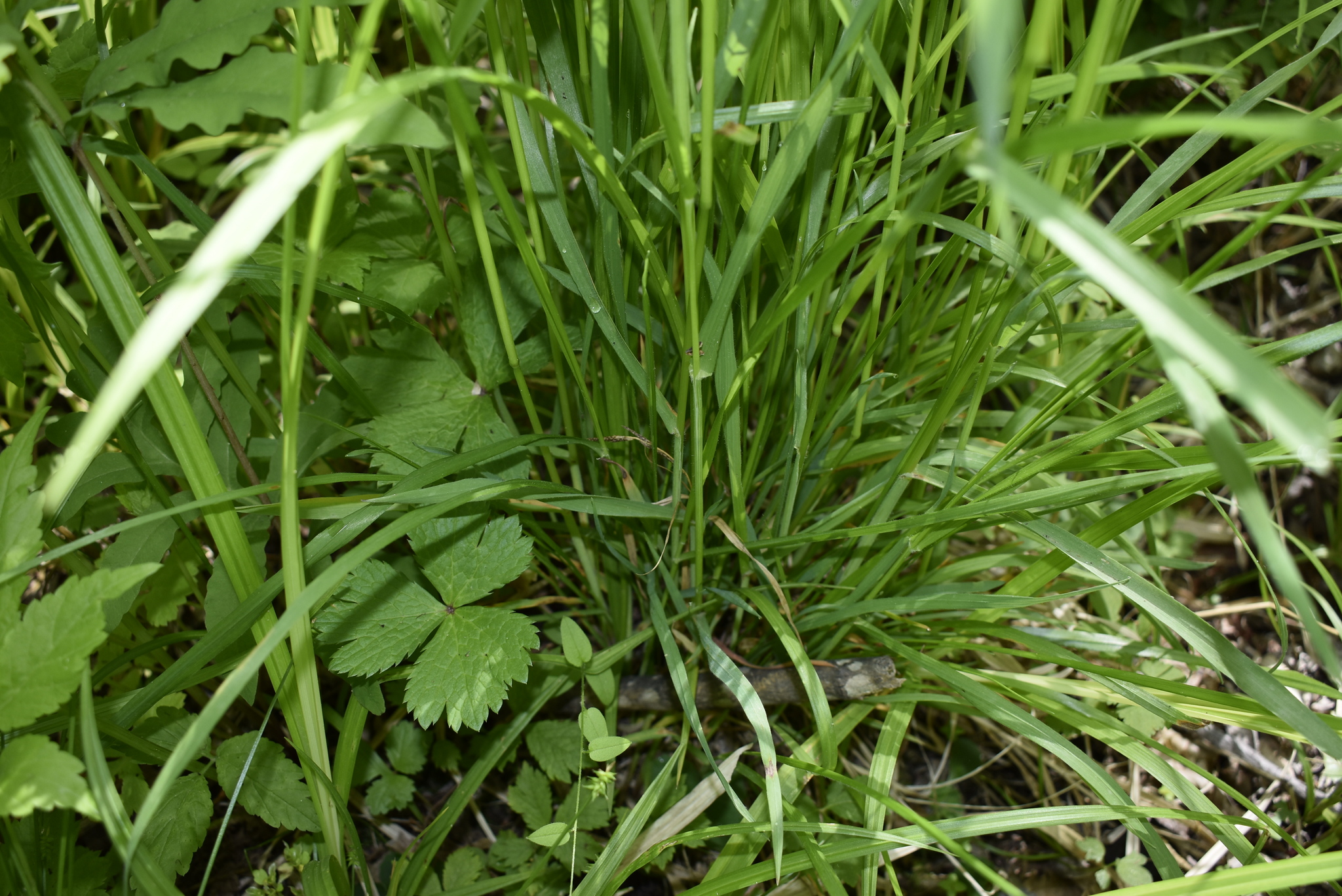 西伯利亚三毛草