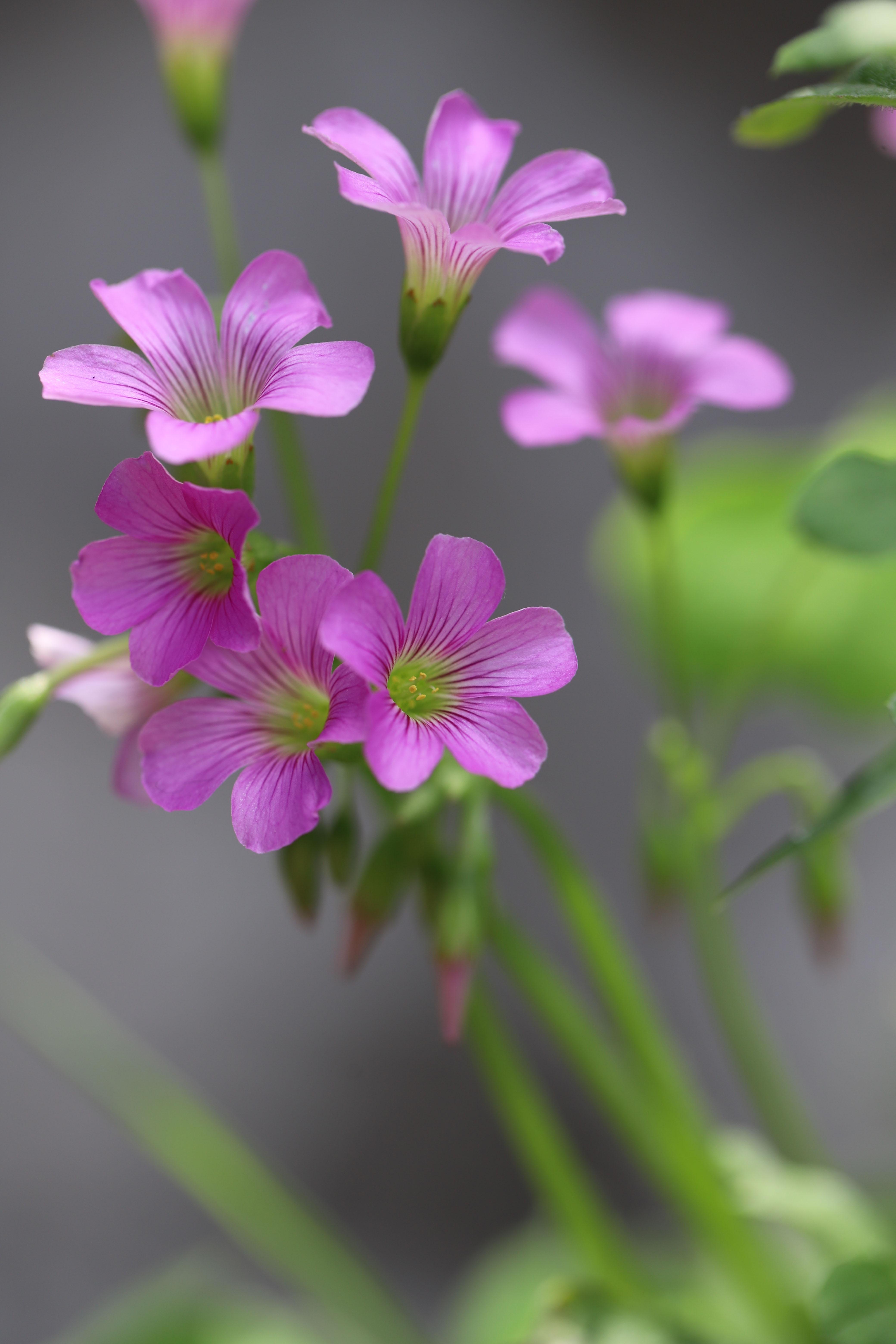 p data-id="txtehqkldh6i">红花酢浆草( i>oxalis corymbosa /i> dc.