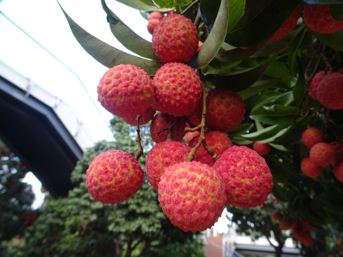 细秆荔枝红