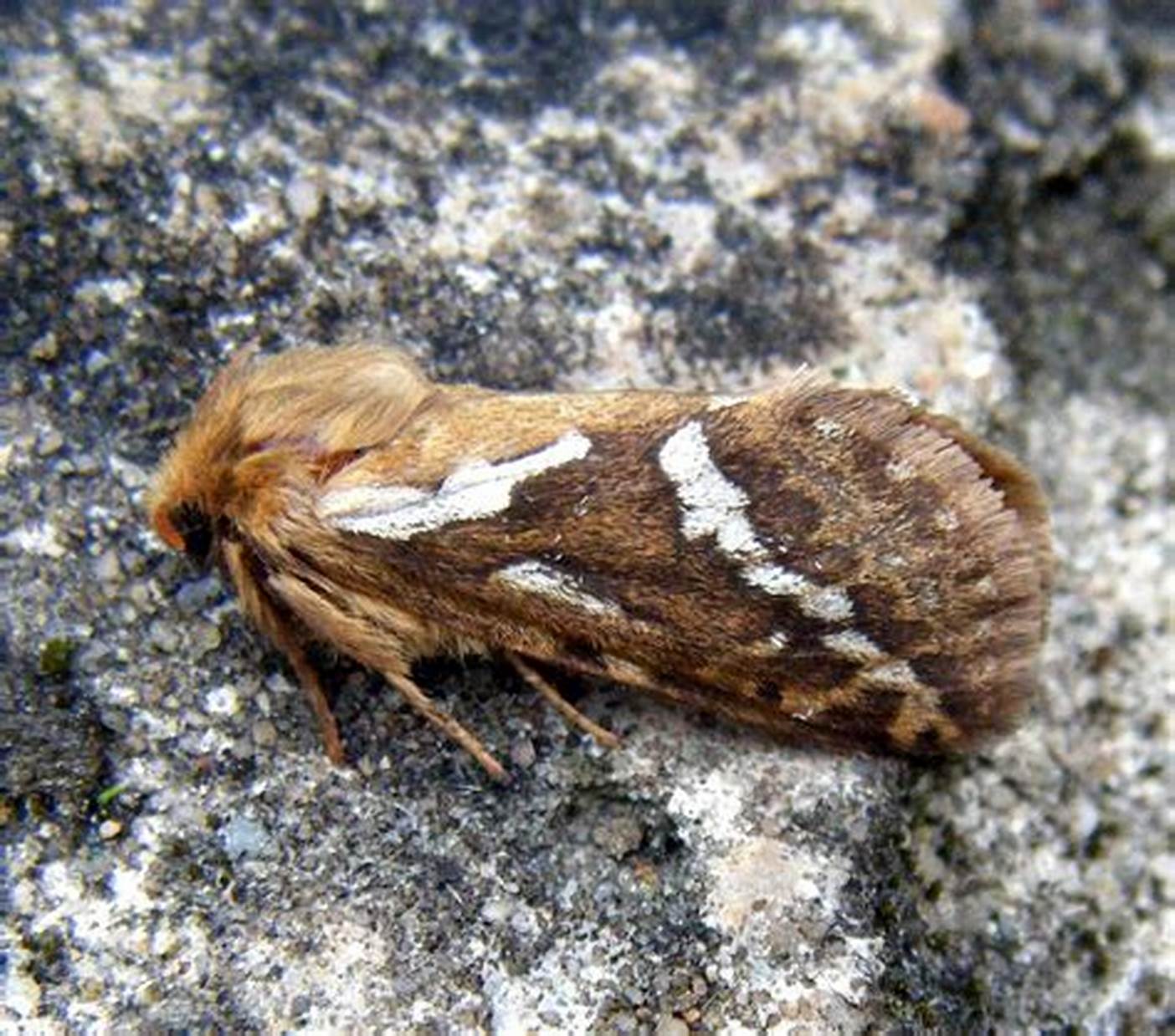 i> yang,1994)是 a target="_blank" href="/item/蝙蝠蛾科/6244289"