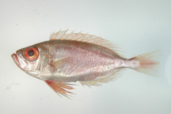  i>priacanthus macracanthus /i>)是大眼鲷科,大眼鲷属鱼类