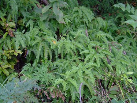 里白（里白科里白属植物）_百度百科