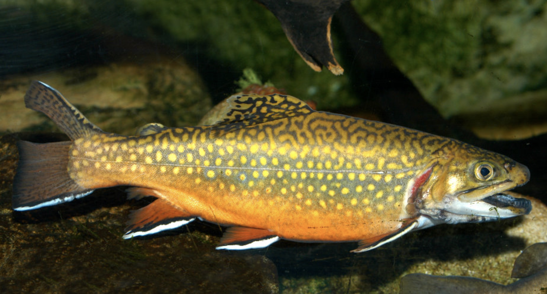  p>美洲红点鲑(学名: i>salvelinus fontinalis /i>)是鲑科,红点鲑属