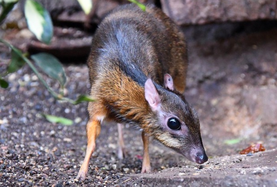  p>爪哇鼷鹿(学名: i>tragulus javanicus /i>):是鼷鹿科,鼷鹿属动物.