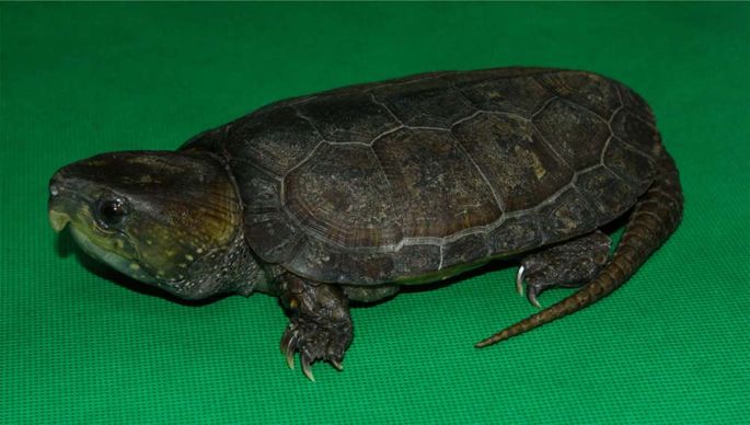  p>平胸龟 (学名: i>platysternon megacephalum /i>)是平胸龟科,平胸