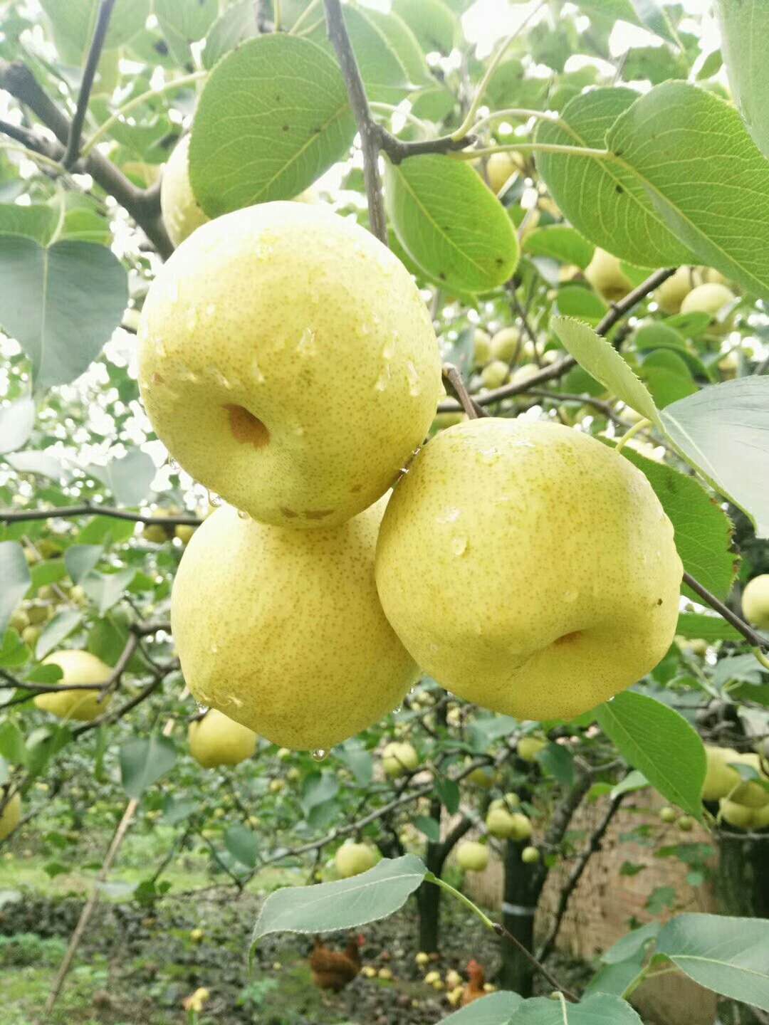 酥梨